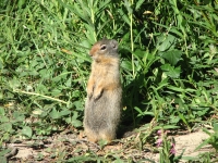 A really cute rodent